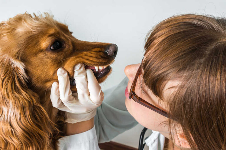 5 Lumps Often Found Inside a Dog’s Mouth [With Pictures]