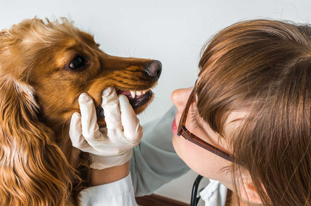 inspection of a dog's mouth using gloves