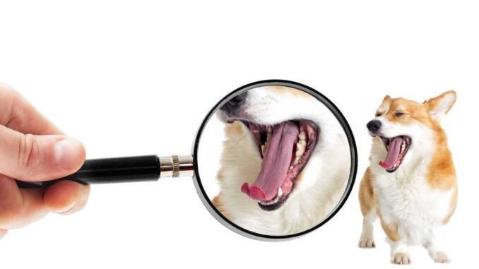 magnifier looking at a dog's mouth