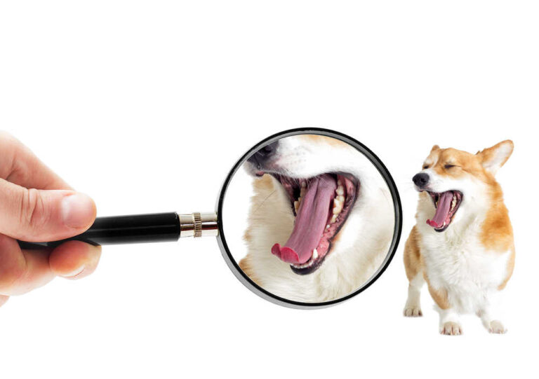 Mouth Sores in Dogs: Pictures & Veterinarian Advice