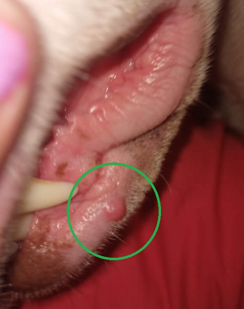 closeup of a small red lump due to an insect bite on a dog's lip