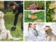 collage of pictures showing mucus in dog stools