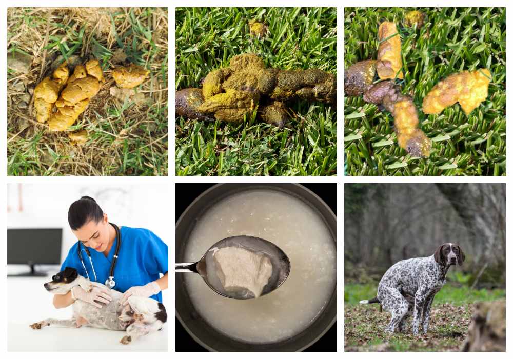 collage of yellow dog poop pictures