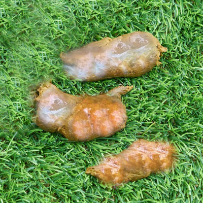 Dogs poop is green and clearance slimy