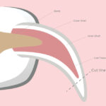 Dog Nail Separated from Quick? Dr. Barnette Explains What to Do.