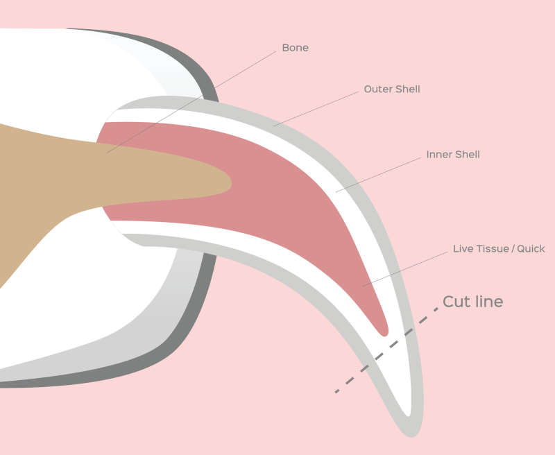 nail anatomy diagram with quick