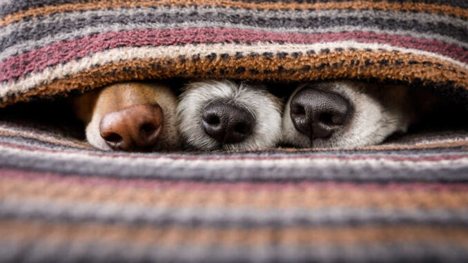 3 dog noses under a blanket