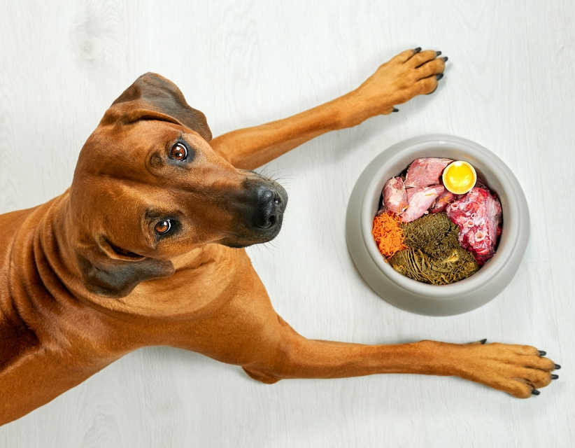 Homemade dog food for seizures best sale