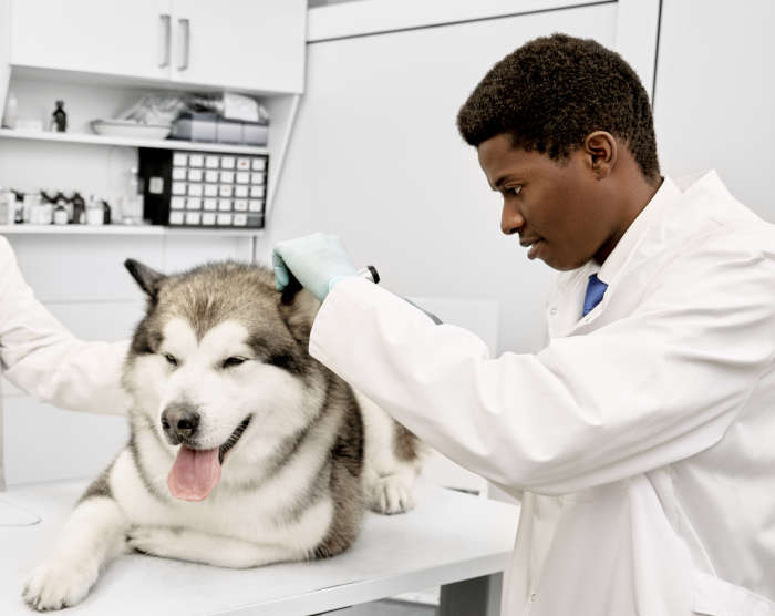 veterinarian inspecting a dog's neck
