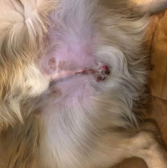 normal neuter incision picture