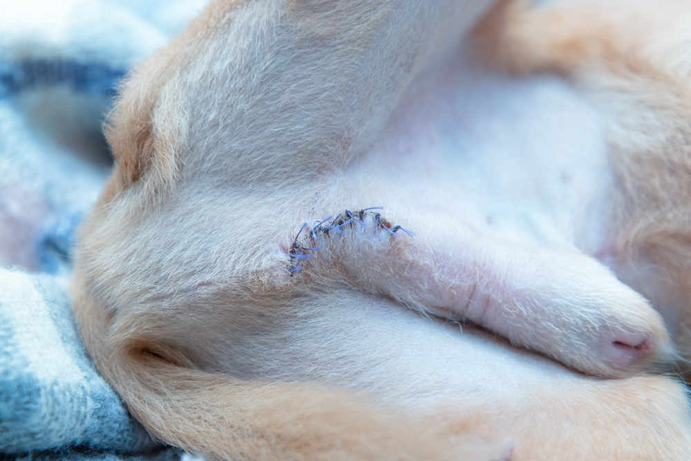 how do you clean a neutered dog incision