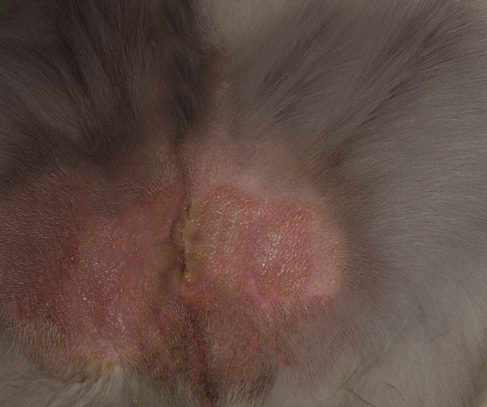incision infection in a dog after neutering