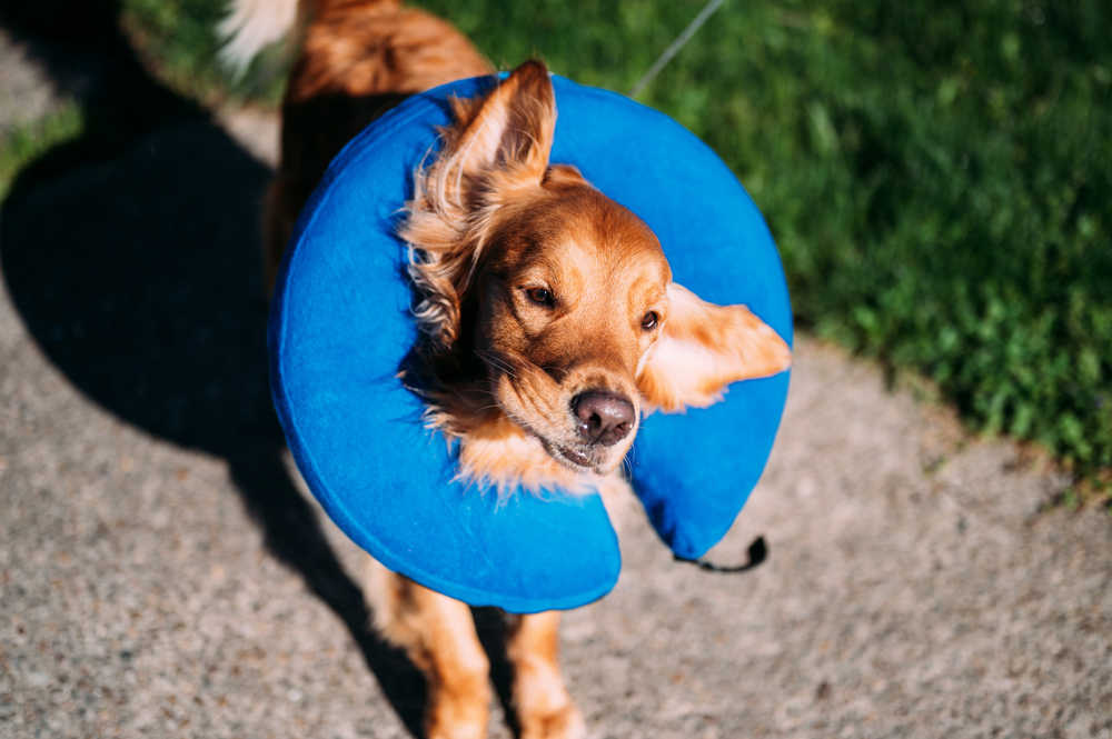 dog recovering from neuter surgery