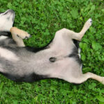 What Neutered Dogs Look Like [11 Pictures + Vet Advice]