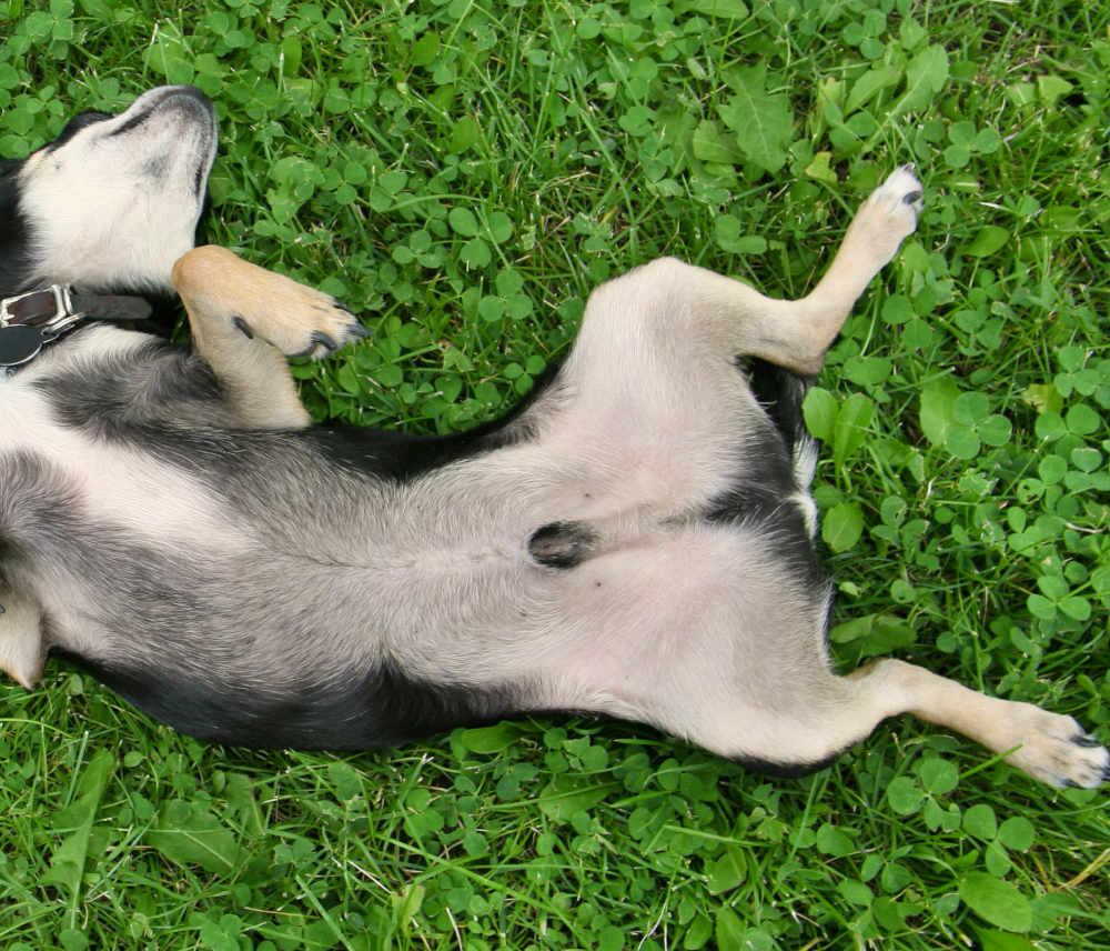 can-neutered-dogs-enter-crufts