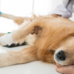Signs of Infection and Complications After Neutering a Dog