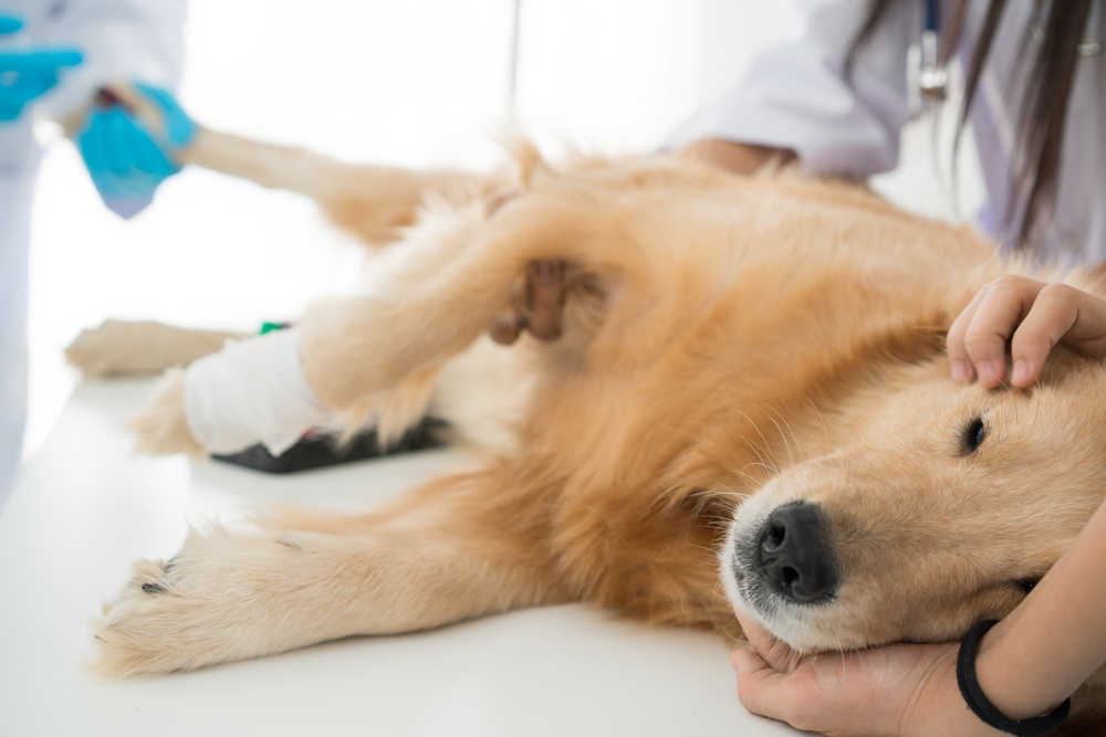 how does a tee shirt help for just neutered dogs