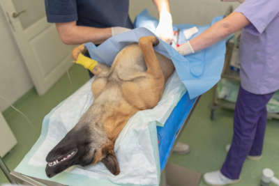 Dog neuter surgery of dog on surgical table under general anesthesia