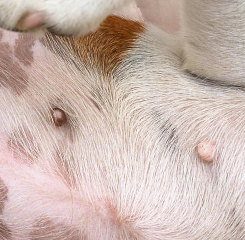 normal nipples on female Terrier (no pregnancy)