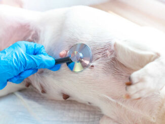 Veterinarian exam of a dog's nipples and belly