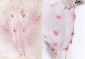 Image showcasing Dog Nipples During Pregnancy - How to Help Your Dog