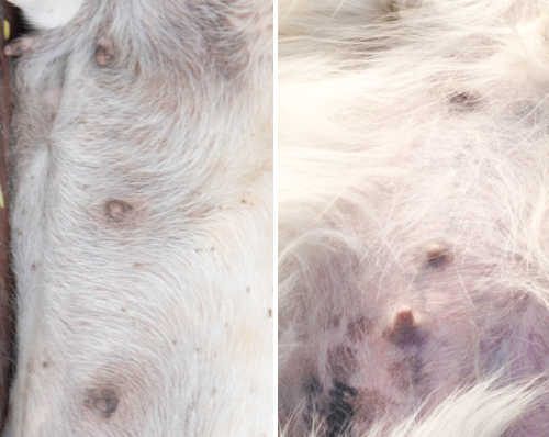 side by side comparison of normal dog nipples vs pregnant dog nipples
