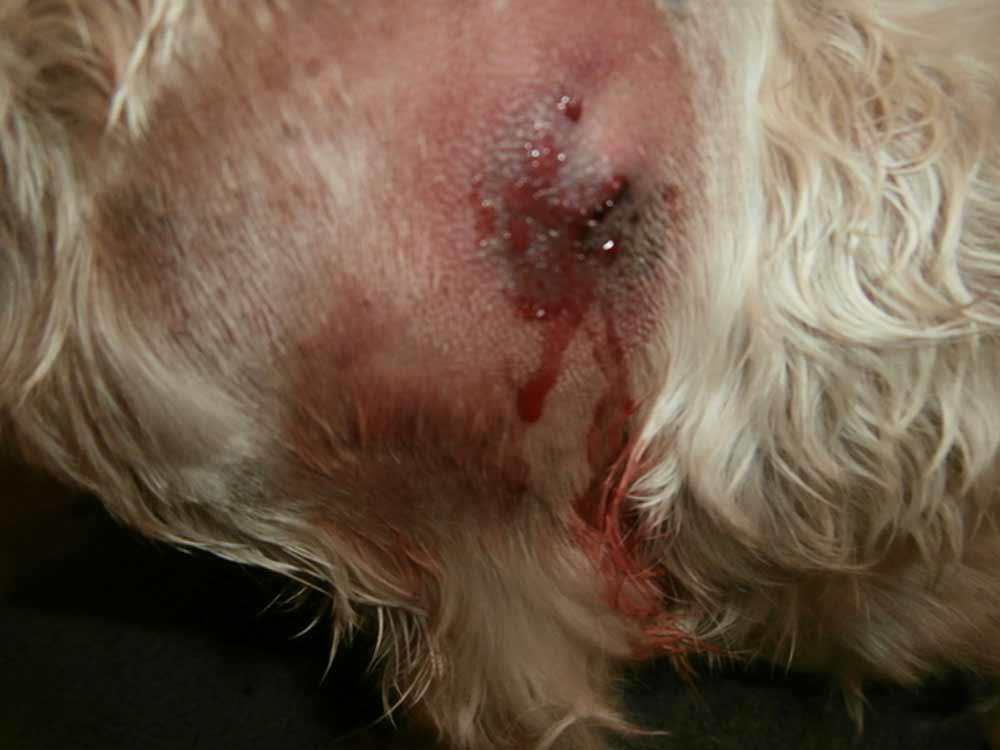 what a snake bite looks like on a dog