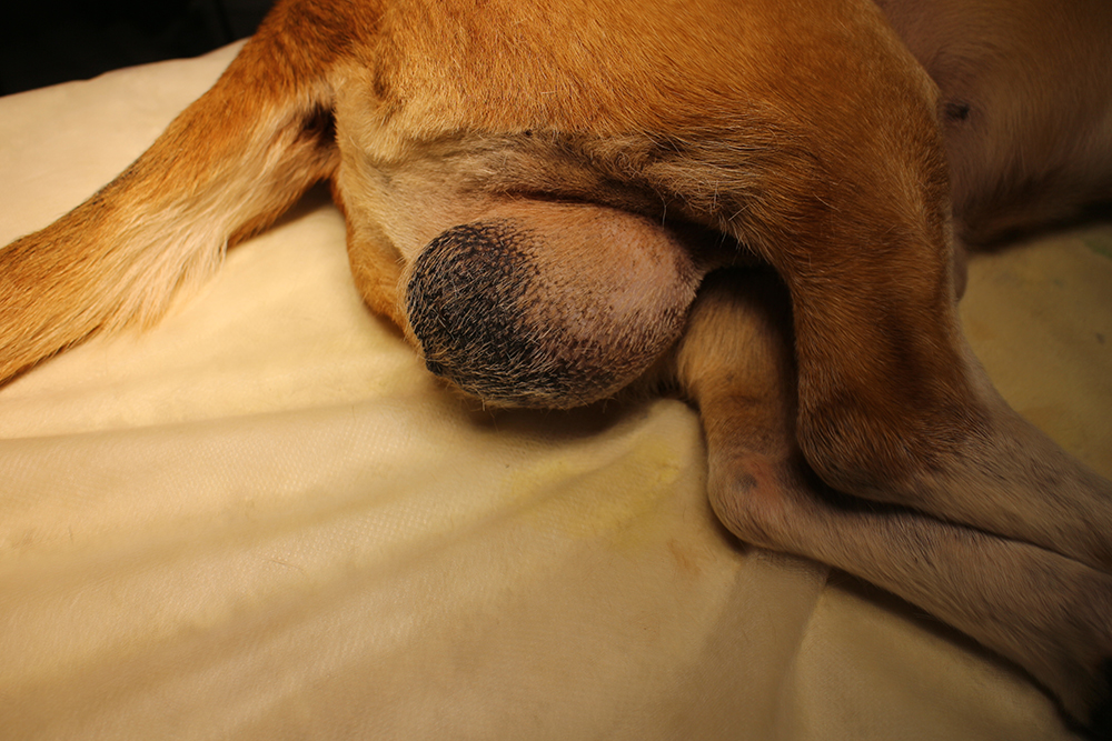 dog testis tumor Photo id: 13345989741