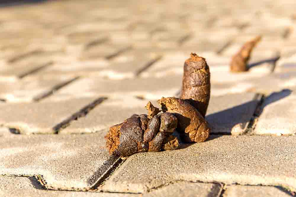 normal brown dog poop on sidewalk