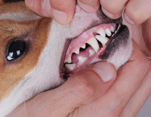 Pictures Of Black Spots On Dogs Gums Normal Or Worrisome