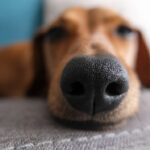 Close up of a dachshund nose