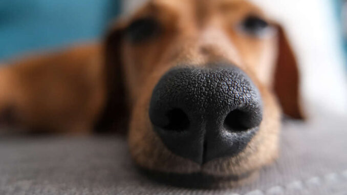Close up of a dachshund nose