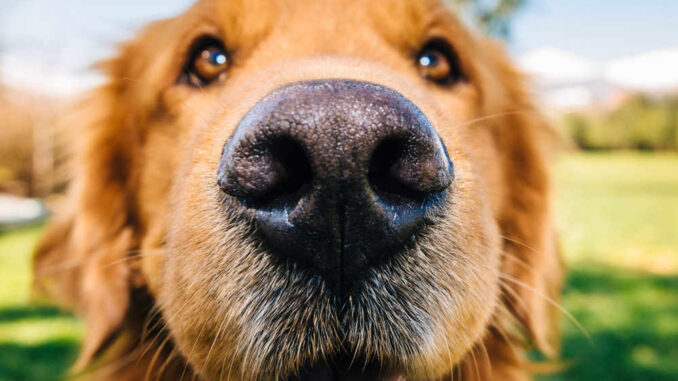 closeup of a dog's nose