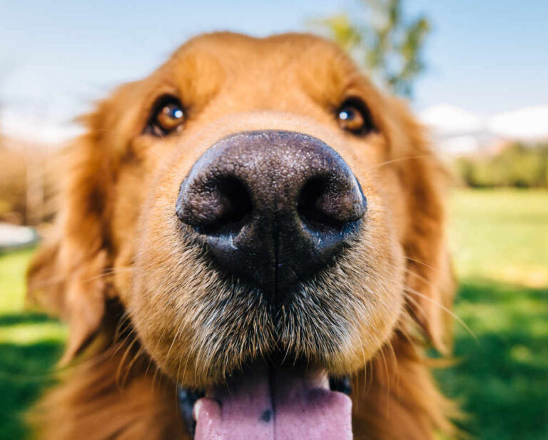 Dog Nose Scabs and Lumps [Pictures & Vet Advice]