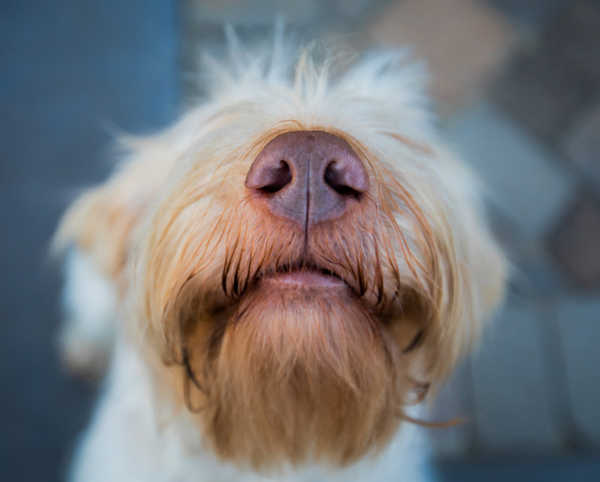 Close up of a nose of a spinone italiano dog
