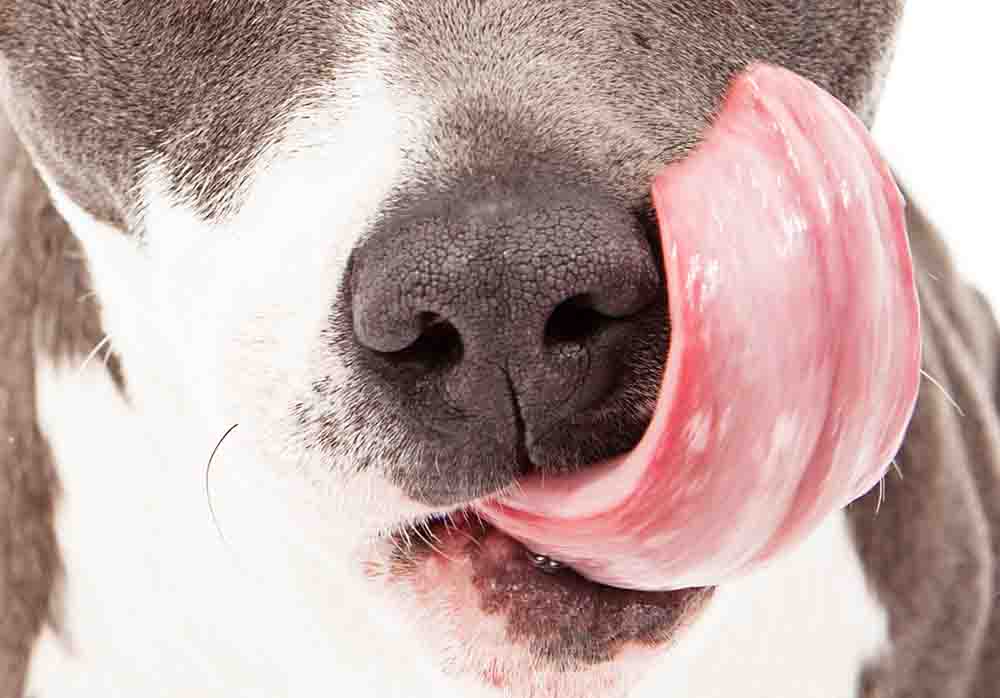 dog licking nose