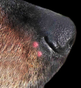 Red Spots or Pimples on a Dog’s Nose: Our Vet Explains