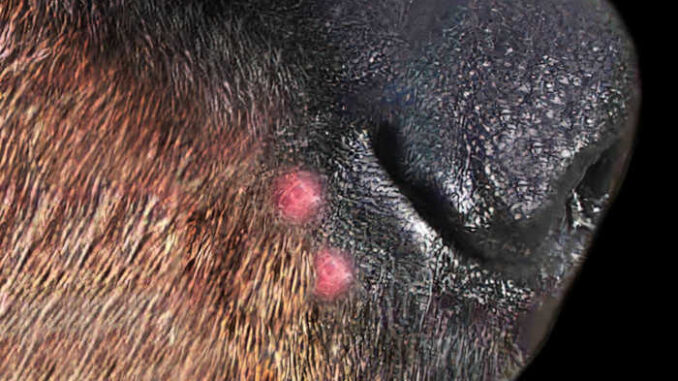 red pimples on a dog's nose