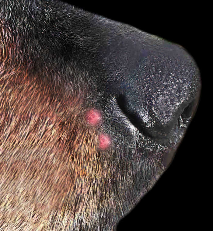 Dog Nose Scabs And Lumps Pictures And Vet Advice