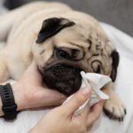 owner cleans up a pug's nose with a tissue