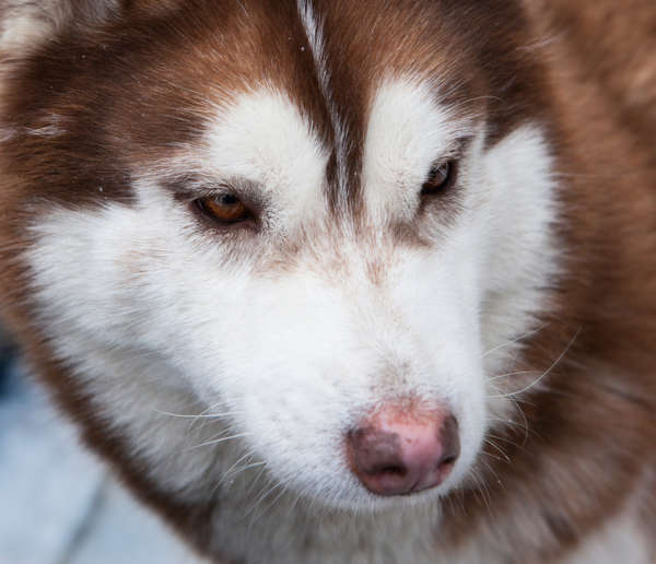 snow nose on dog