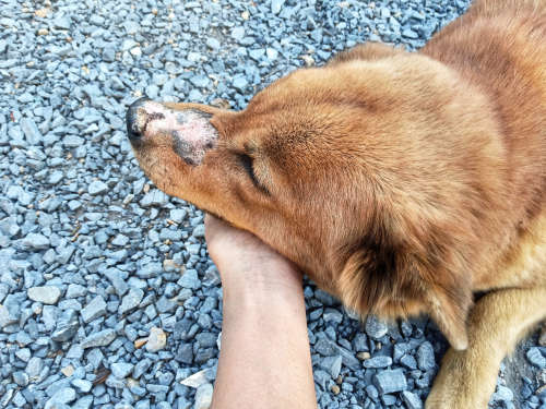 white spots on dog's nose and head as a result of an infection