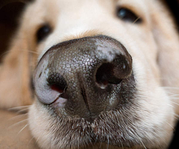 Vitiligo white spots on dog's nose