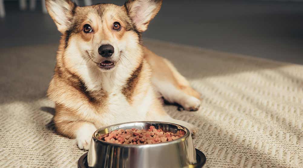 dog laying in front of this food bowl not eating