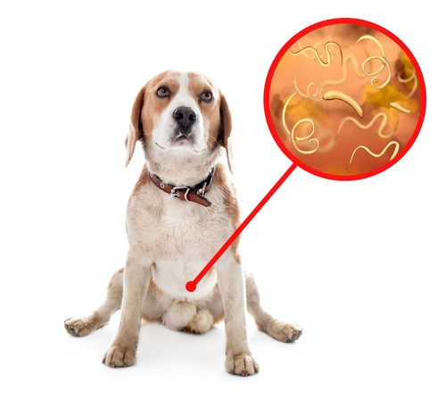 illustration showing parasites and a dog