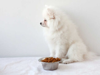 white Pomeranian sitting next to his dog food bowl but not eating