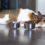 dog looking sad next to his food bowl