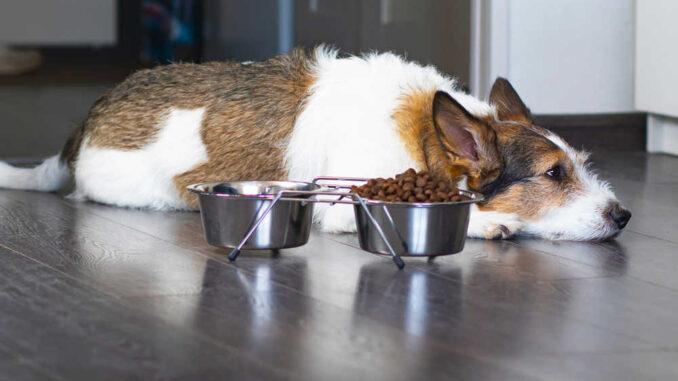 dog looking sad next to his food bowl