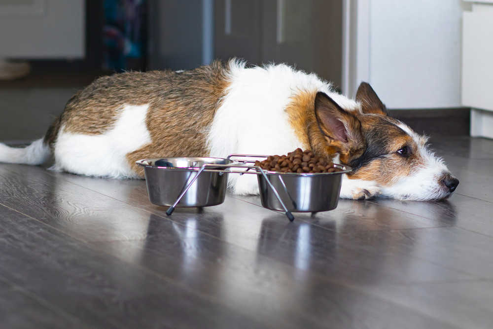 dog looking sad next to his food bowl