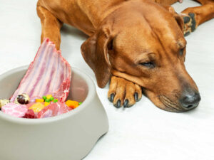 Dog Not Eating After Surgery? Our Surgeon Shares What to Do